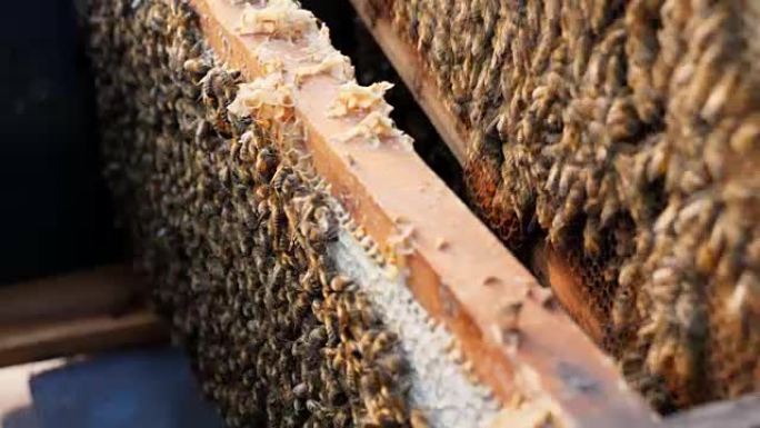 蜂巢或蜂巢中蜜蜂的近距离观察