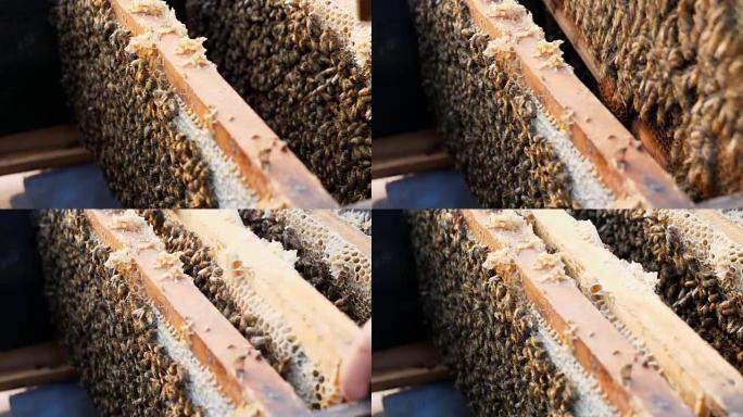 蜂巢或蜂巢中蜜蜂的近距离观察