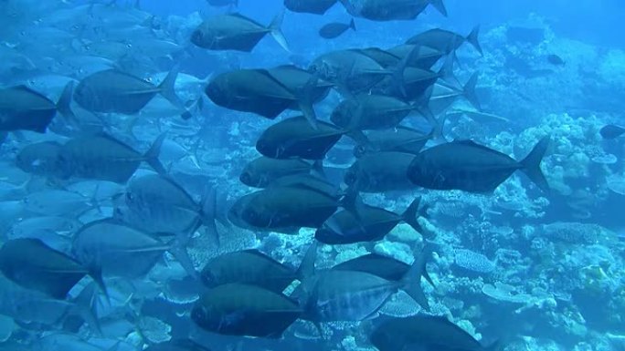 高清：蓝水中的鱼群