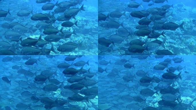 高清：蓝水中的鱼群