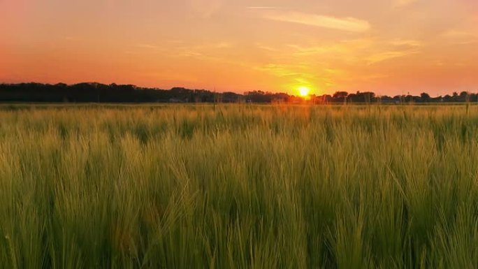 HD DOLLY：日落时的绿小麦