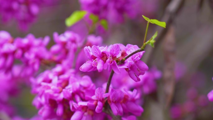 紫金花