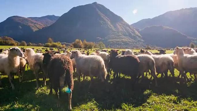 在牧场上放牧的羊群