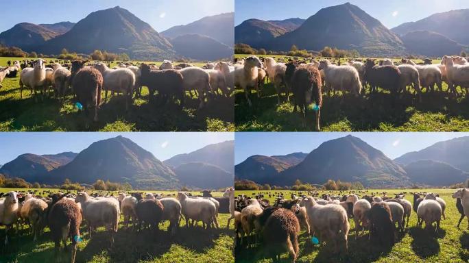 在牧场上放牧的羊群