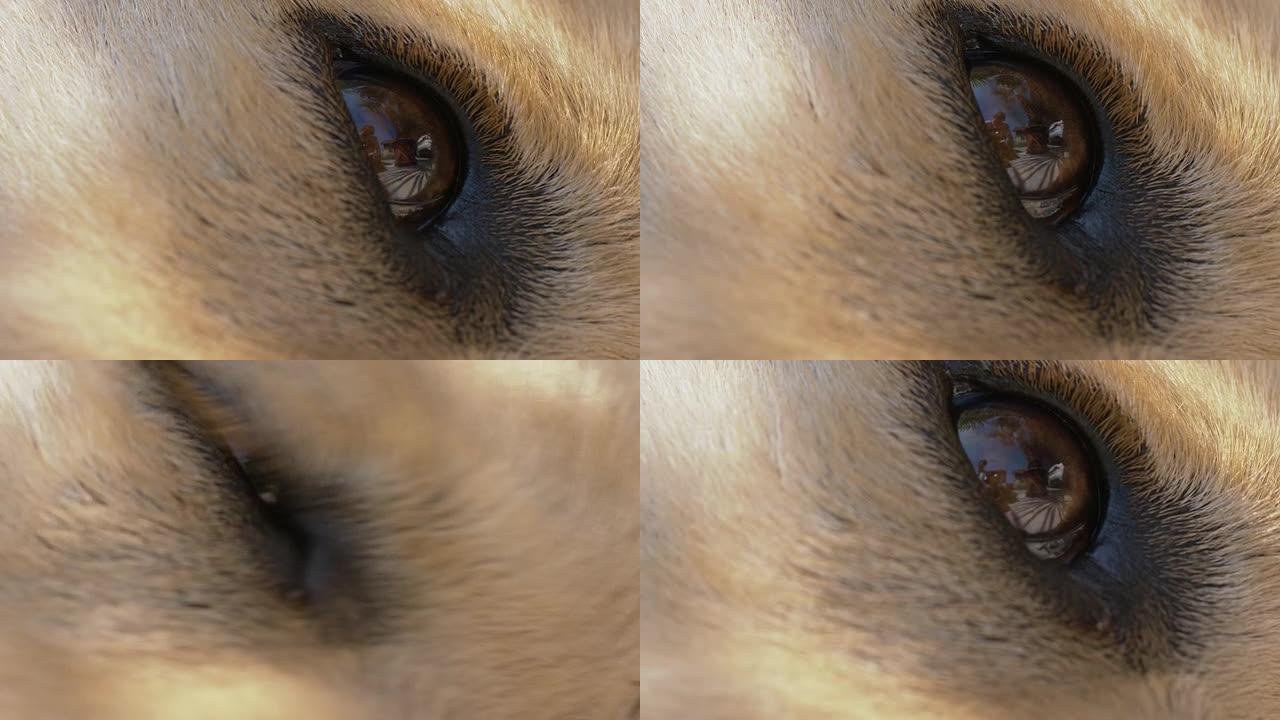狗眼睛的微距镜头狗眼睛的微距镜头