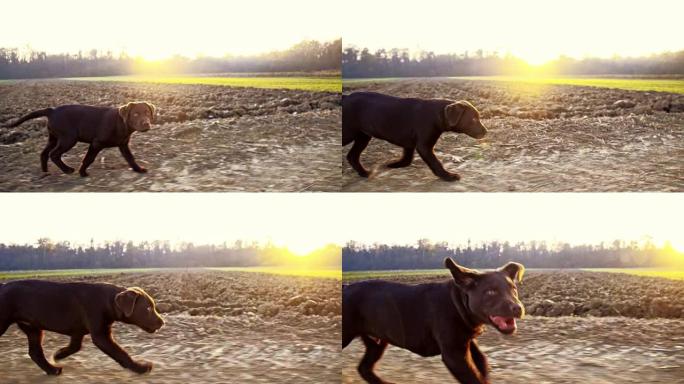 SLO MO Labrador小狗沿着田野奔跑