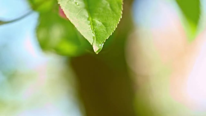 SLO MO雨滴从叶子上滴下来