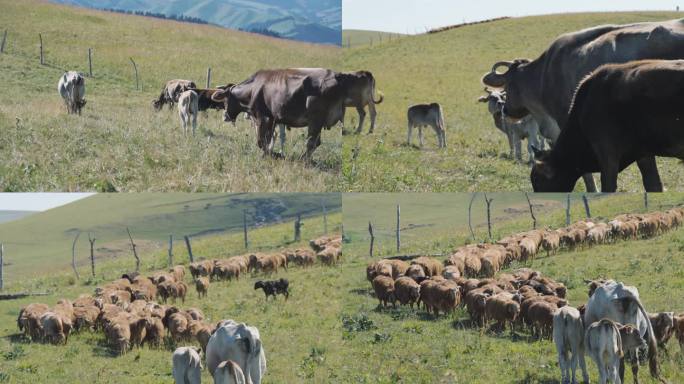高原牧场牛羊群