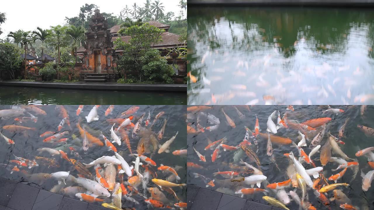 全景图Pura Tirta Empul寺庙的鲤鱼池