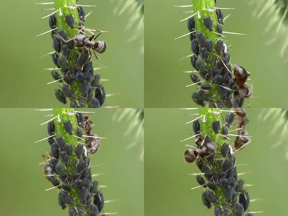 挤奶蚜虫朋友食物链