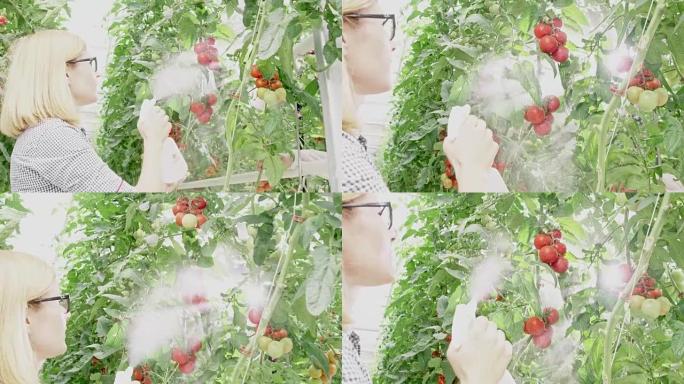 MS女农民在温室中喷洒番茄植物