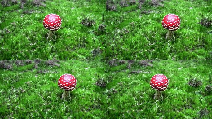 蘑菇蝇蘑菇蝇