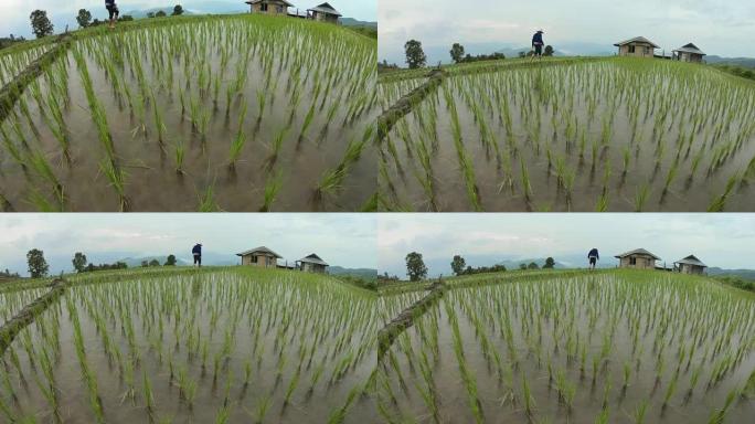 4k倾斜拍摄水稻与亚洲男性农民一起行走