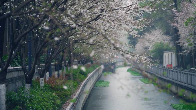 南京珍珠河畔樱花雨