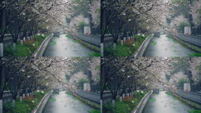 南京珍珠河畔樱花雨