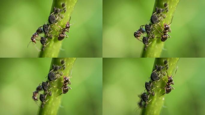 蚂蚁养殖蚜虫宏观拍摄