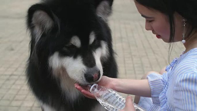 年轻女子用瓶子和手喂她的大狗水，4k