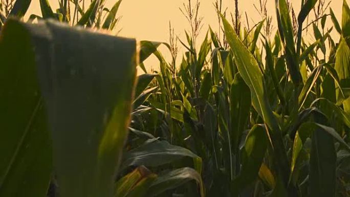 黄昏时分在玉米地中拍摄的低角度