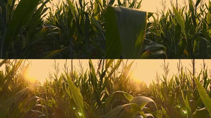 黄昏时分在玉米地中拍摄的低角度