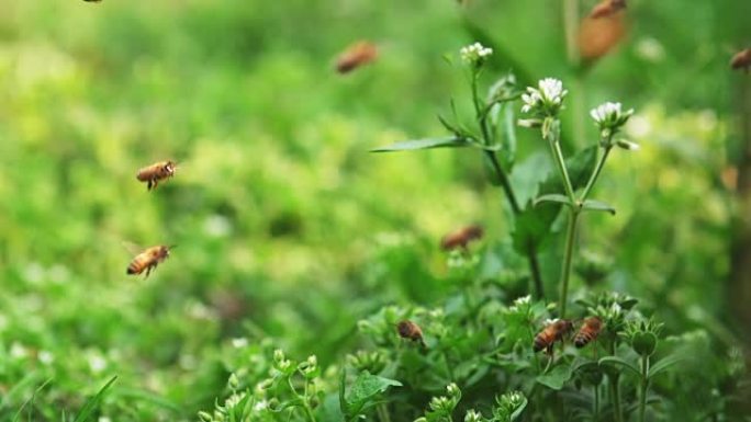 蜜蜂在草地上的蜂箱周围飞行，慢动作