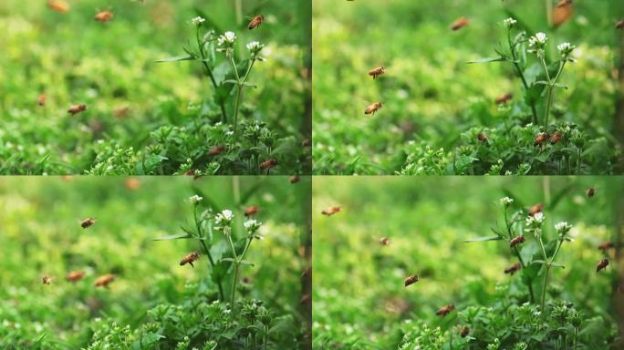 蜜蜂在草地上的蜂箱周围飞行，慢动作