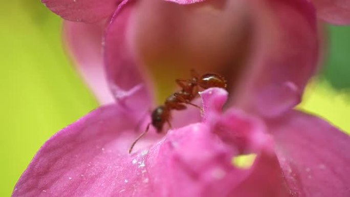 HD MACRO：花上的蚂蚁
