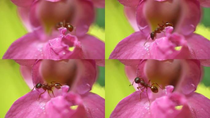HD MACRO：花上的蚂蚁