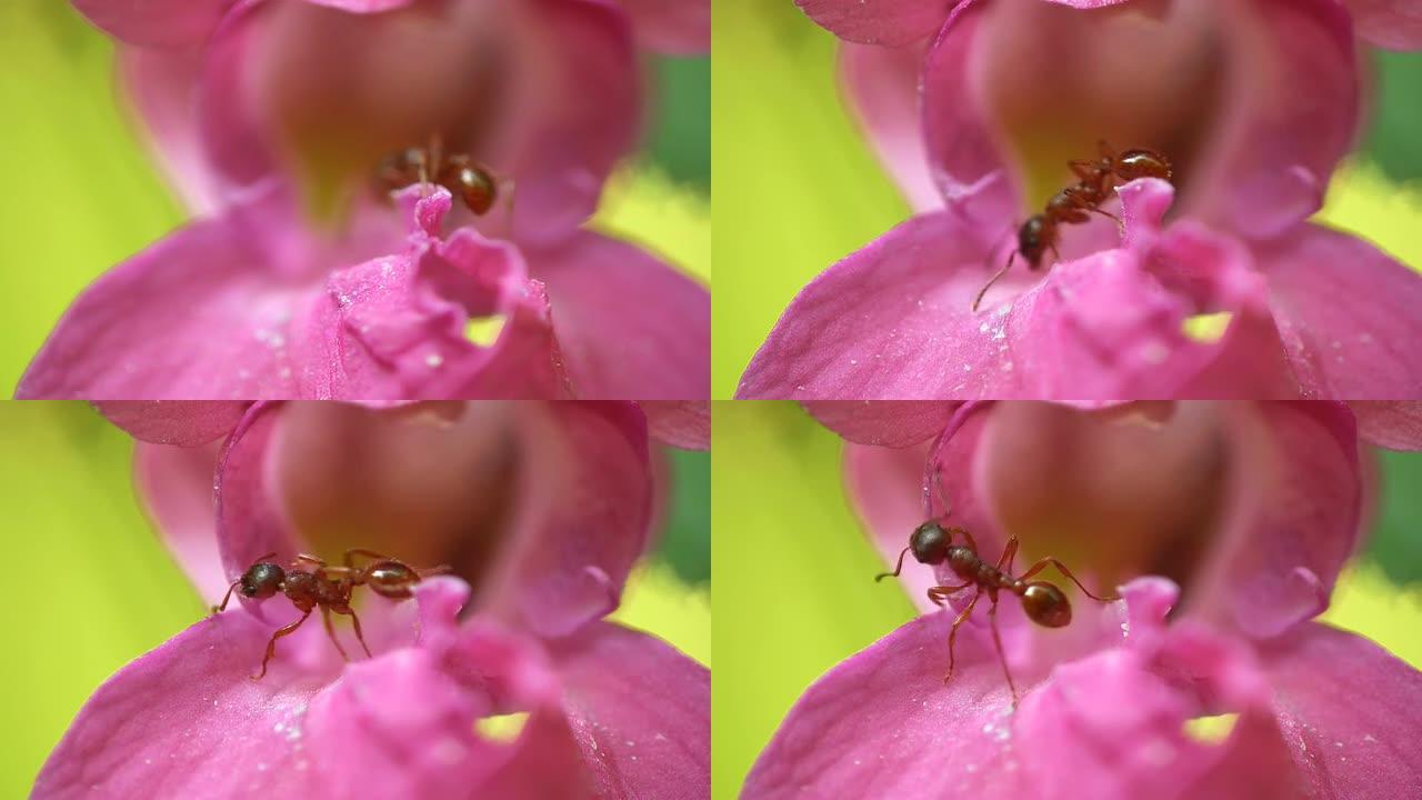 HD MACRO：花上的蚂蚁