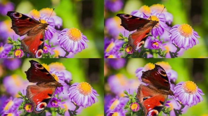 紫色花朵上孔雀蝴蝶的慢动作镜头