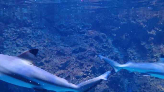 水族馆 海洋馆 鱼类  鲨鱼  游动的鱼