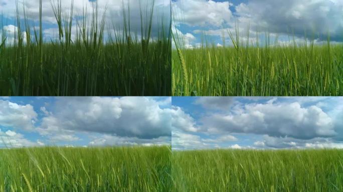 高清动态延时：大麦地上的云景