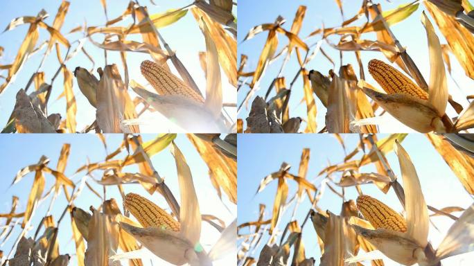 HD DOLLY：阳光下成熟的玉米
