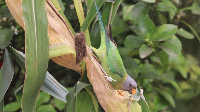 花头鹦鹉偷吃玉米的特写镜头