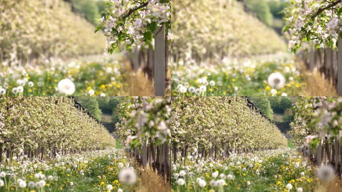 高清多莉: 春天的苹果树