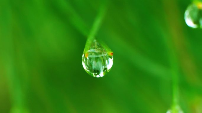 雨露 雨后水滴 水珠 唯美 嫩芽水滴下落