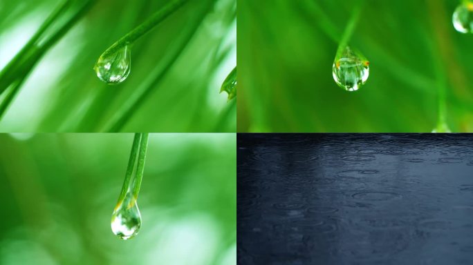 雨露 雨后水滴 水珠 唯美 嫩芽水滴下落