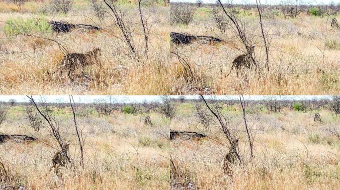 大草原上的潘豹猎豹狩猎捕食野生动物生物