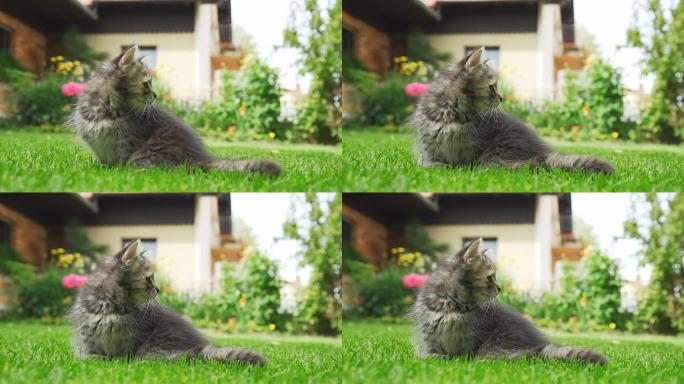 高清超级慢镜头：草丛中的好奇小猫