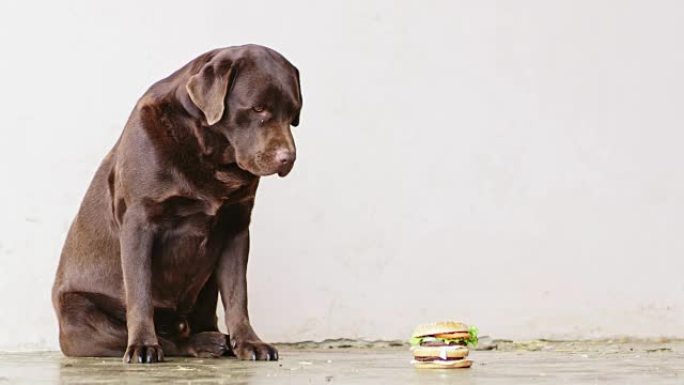 SLO MO狗不想吃汉堡