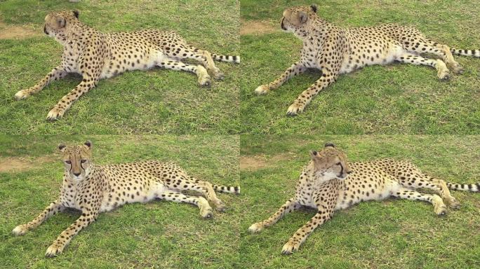 躺在草地上的非洲豹子