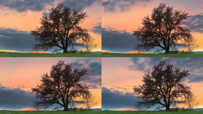高清动态延时：日落时树上的云景