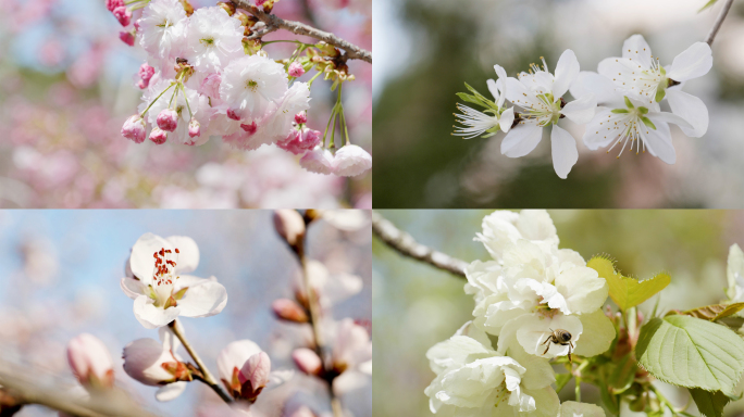 樱花春天气息春暖花开各种颜色樱花花瓣开放