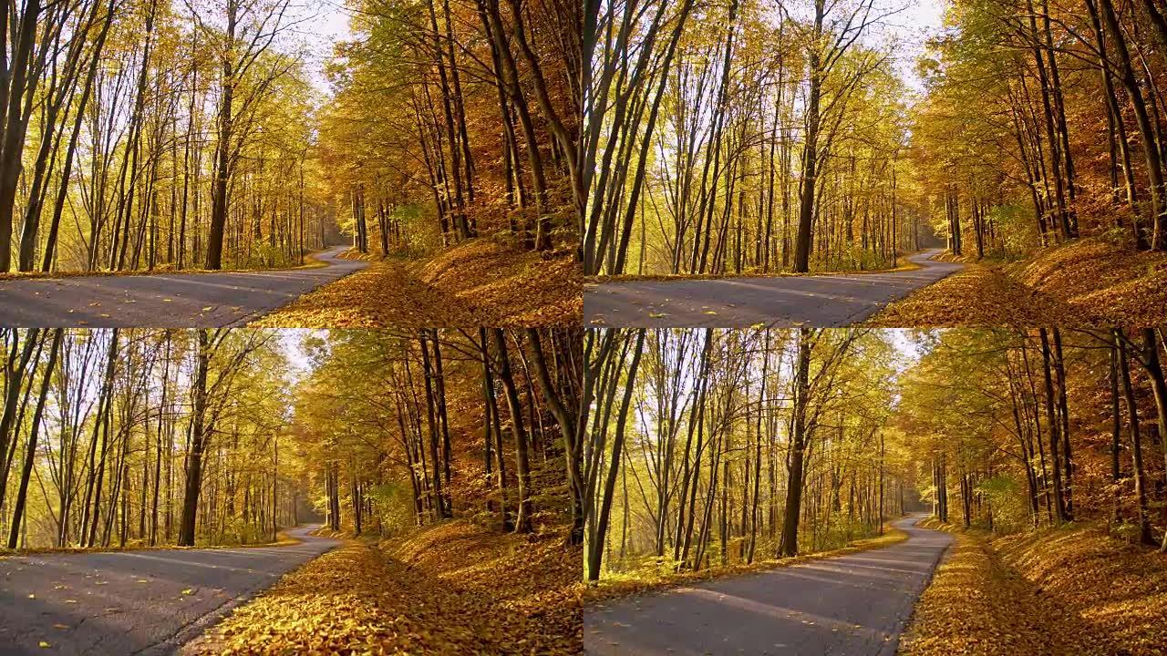SLO MO美丽的秋天树木在森林中