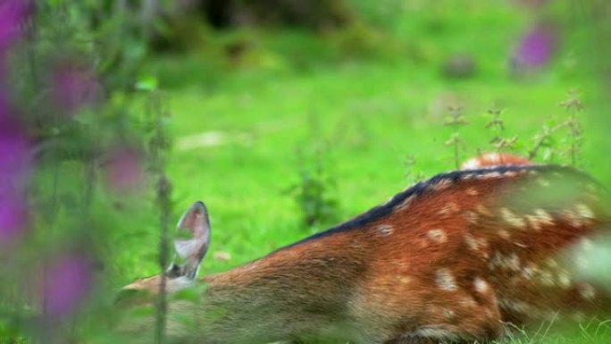 鹿动物园野生小鹿茸保护生物多样性