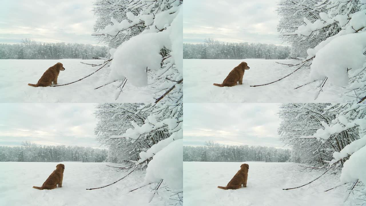 HD DOLLY：雪地里的金毛寻回犬