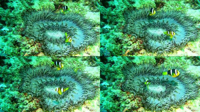 MS珊瑚海中的银莲花鱼