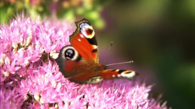 孔雀蝶拟态生物物种多样性特写镜头