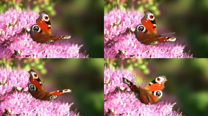 孔雀蝶拟态生物物种多样性特写镜头