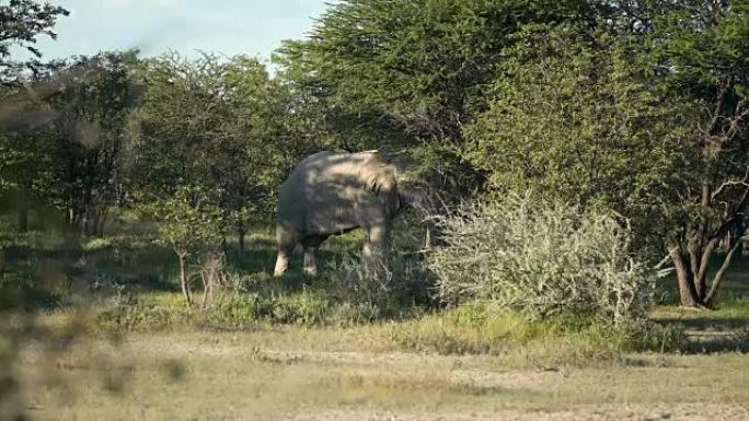 非洲大象在灌木丛中觅食
