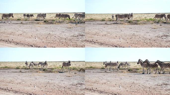 非洲大草原上的WS斑马